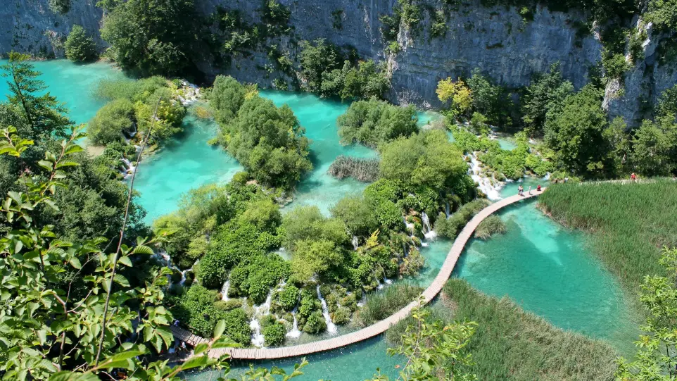 aerial photography of green forest near body of water